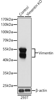 A11952_2.jpg