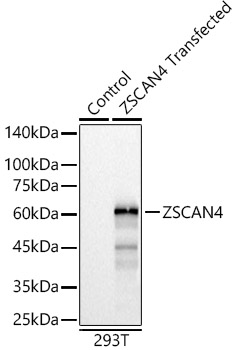 A12015_1.jpg