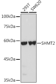 A1215_1.jpg
