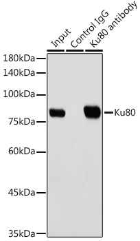 A12338_4.jpg