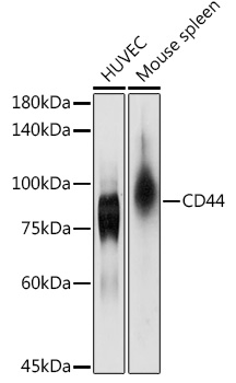 A12410_1.jpg