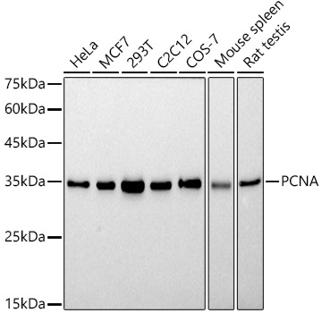 A12427_1.jpg