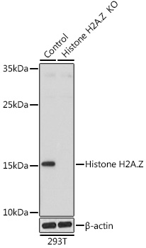 A12442_2.jpg