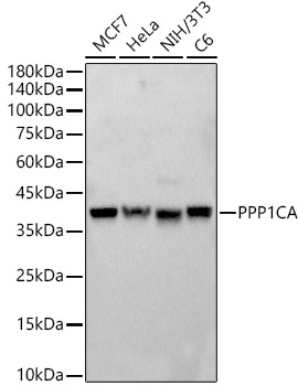A12468_1.jpg