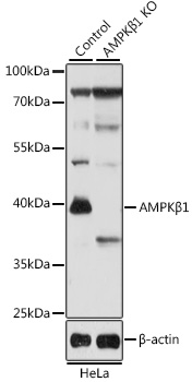 A12491_2.jpg