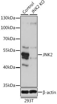 A1251_2.jpg