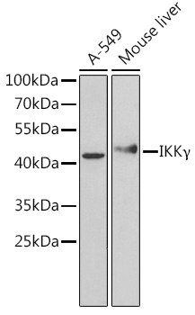 A12536_1.jpg