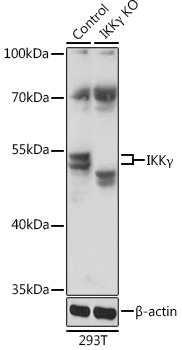 A12536_2.jpg
