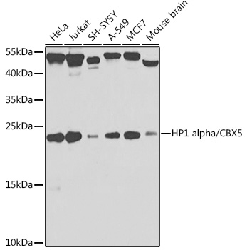 A12577_1.jpg