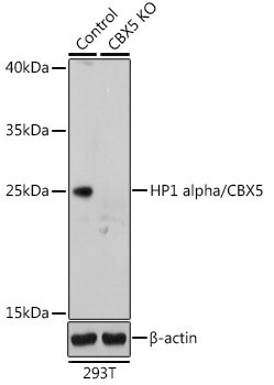 A12577_2.jpg