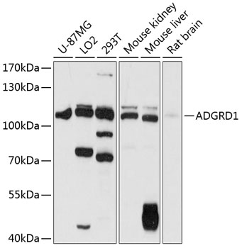 A12629_1.jpg
