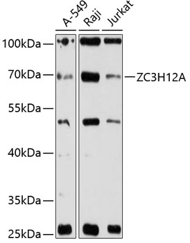 A12667_1.jpg