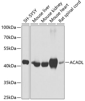 A1266_1.jpg