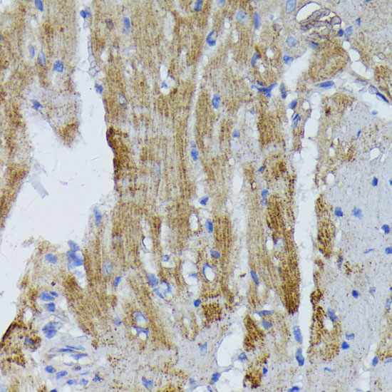 A1266_4.jpg