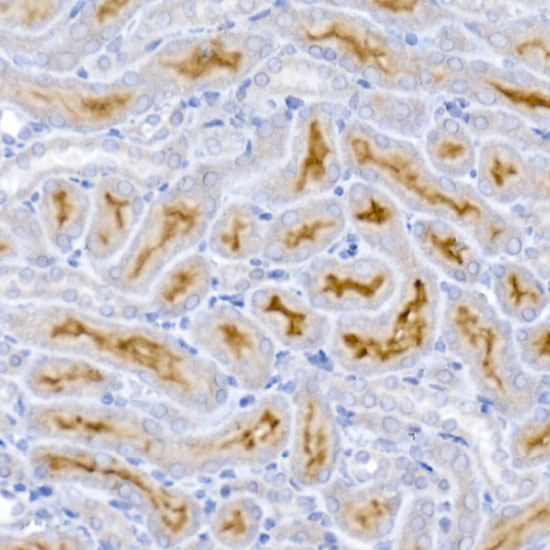 A12737_3.jpg