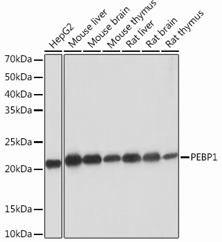A12768_1.jpg