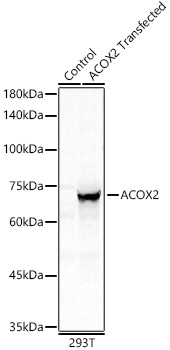 A12796_1.jpg