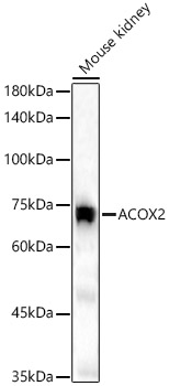 A12796_2.jpg