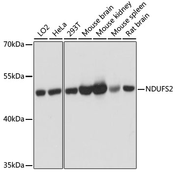 A12858_1.jpg
