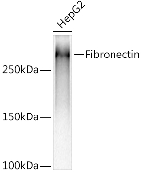A12977_1.jpg