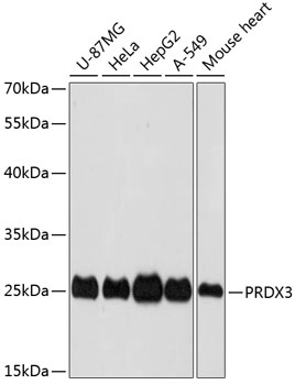 A13074_PRDX3_WB.jpg