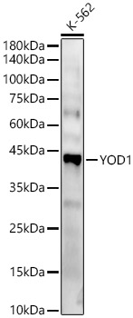 A13270_1.jpg