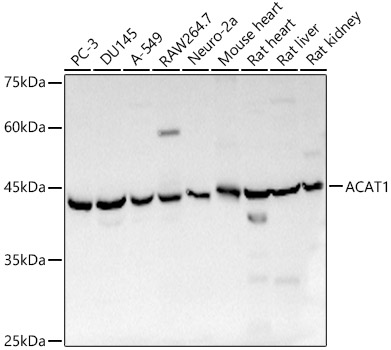 A13273_1.jpg
