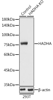 A13310_2.jpg