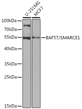 A13353_1.jpg