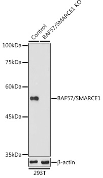 A13353_2.jpg