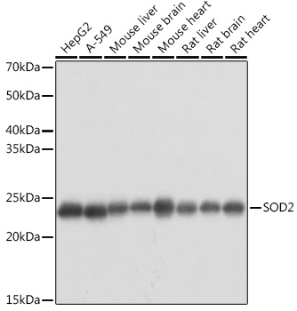 A1340_1.jpg