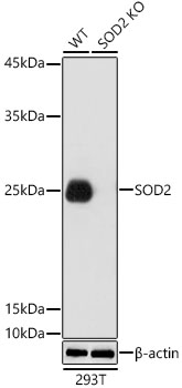 A1340_2.jpg