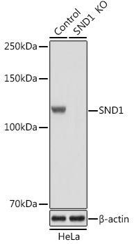 A13415_2.jpg