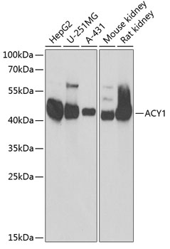 A13458_1.jpg