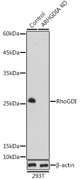 A13468_1.jpg