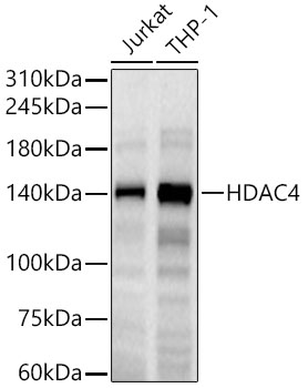 A13510_1.jpg