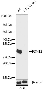 A13631_1.jpg