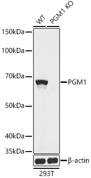 A13679_1.jpg