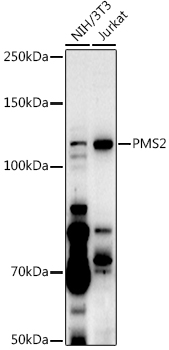 A13680_1.jpg