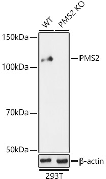 A13680_2.jpg
