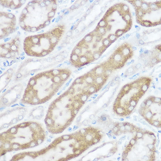 A13820_5.jpg