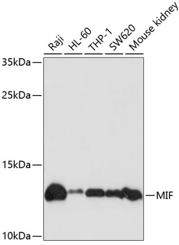 A1391_MIF_WB.jpg