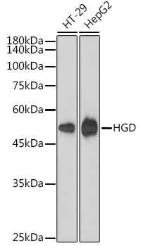 A1400_1.jpg