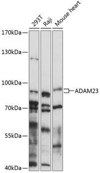 A14263_1.jpg