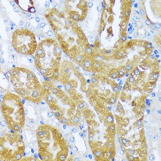 A14390_3.jpg