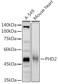 A14557_2.jpg