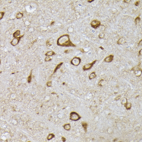 A14557_3.jpg