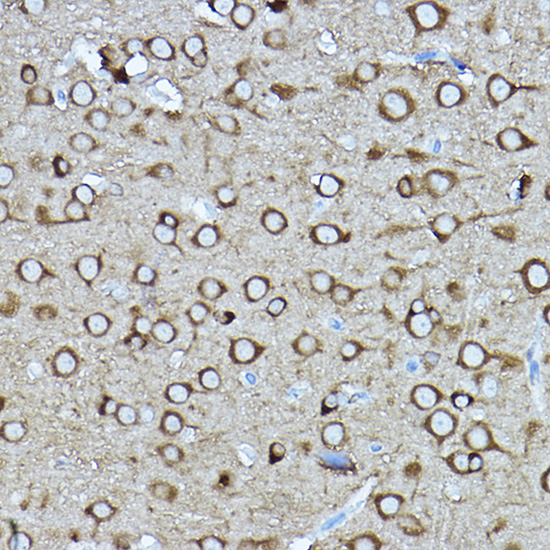 A14570_3.jpg