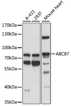 A14699_1.jpg