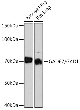 A1475_2.jpg